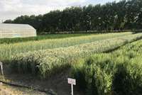 Evaluation of promising, compatible and alternative crops