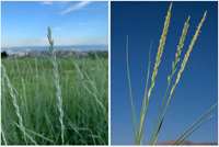 دستیابی به بذر خالص و استاندارد «قیاق» در کشور